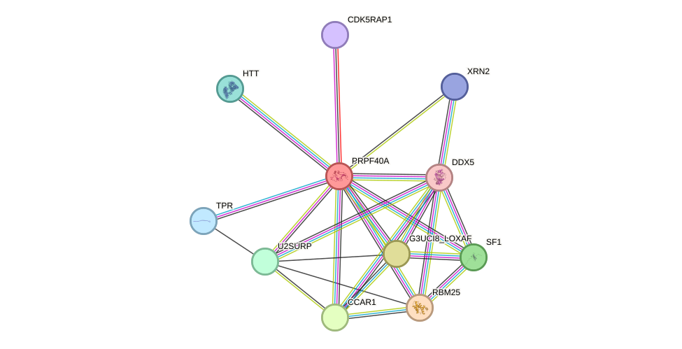 STRING protein interaction network