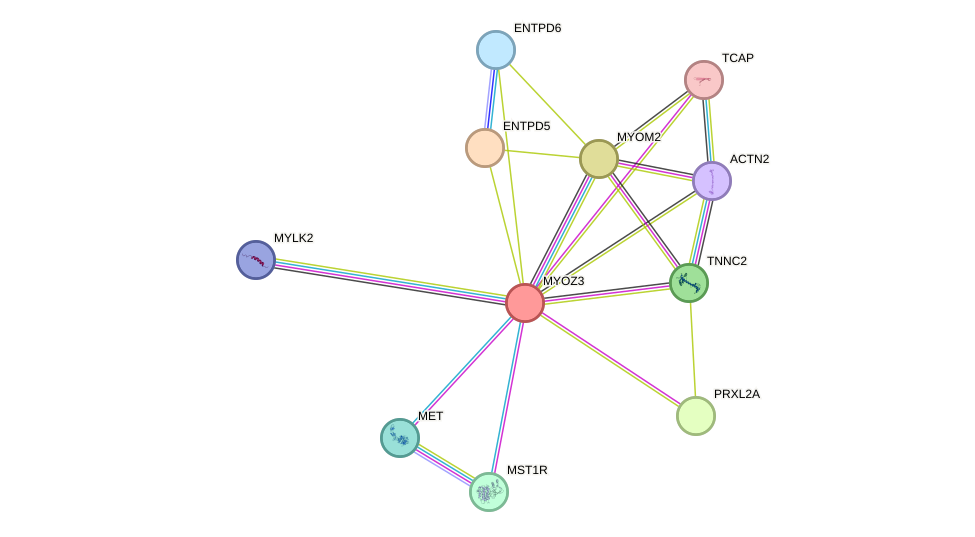 STRING protein interaction network