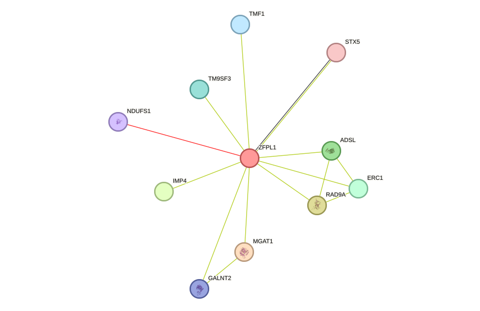 STRING protein interaction network