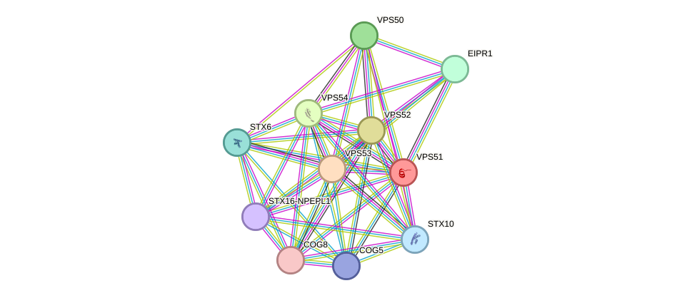 STRING protein interaction network