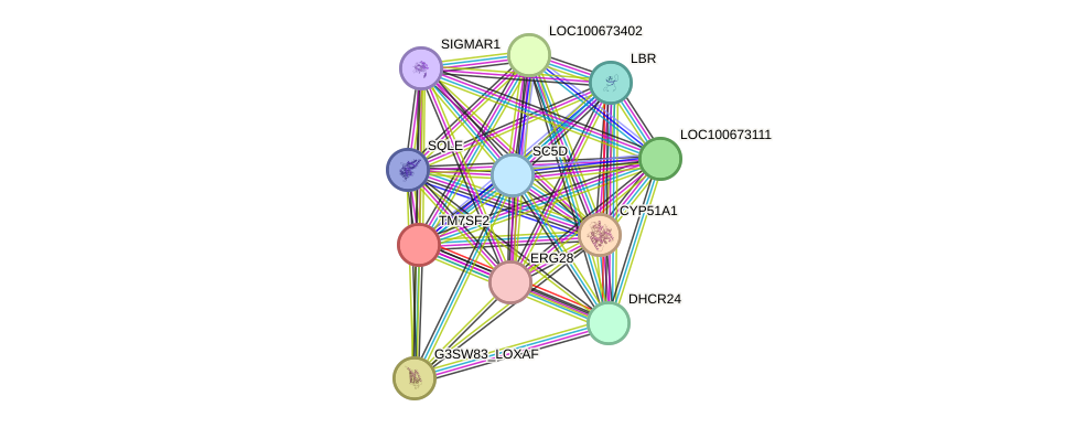 STRING protein interaction network
