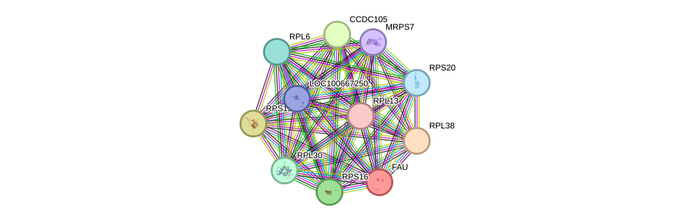 STRING protein interaction network