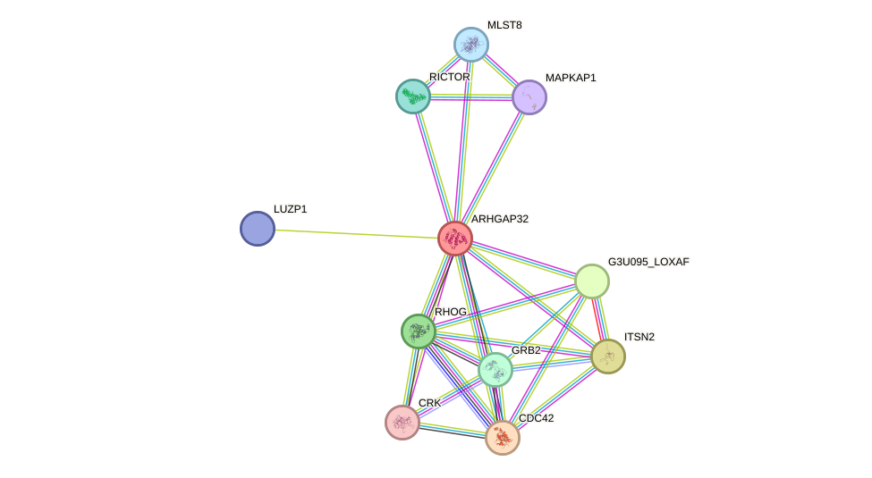 STRING protein interaction network