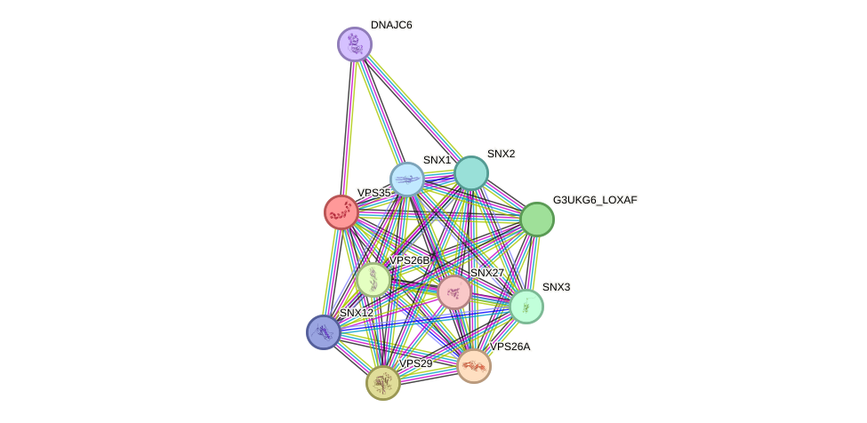 STRING protein interaction network