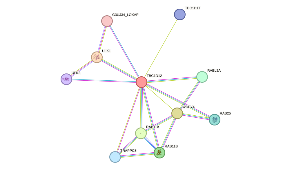 STRING protein interaction network