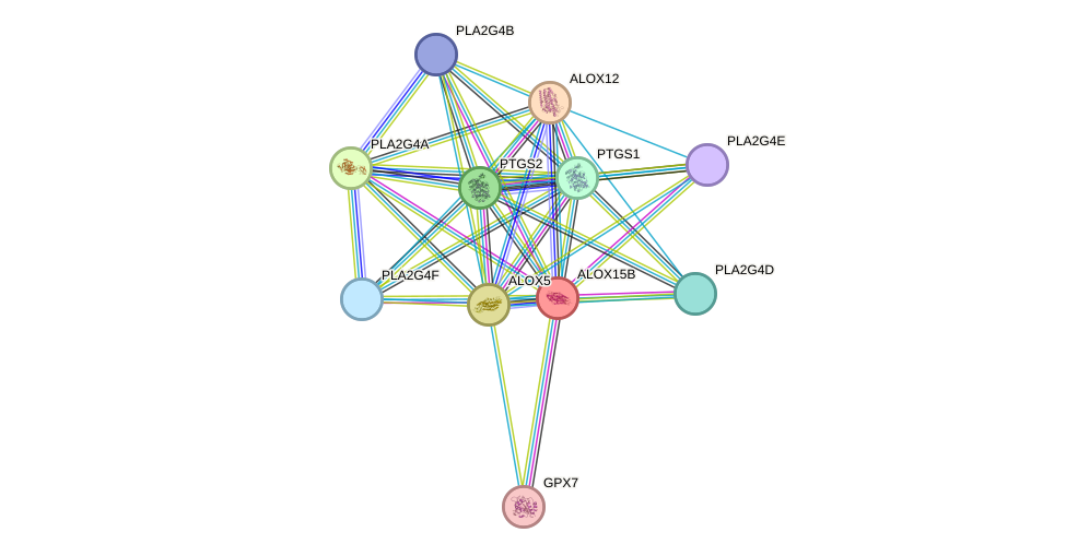 STRING protein interaction network