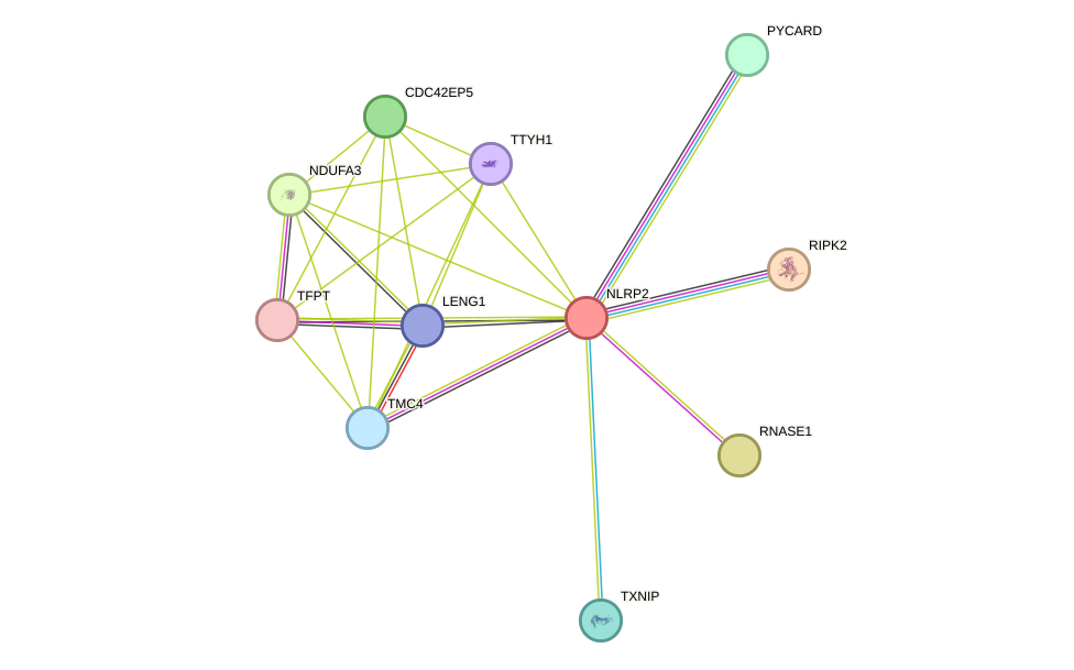STRING protein interaction network