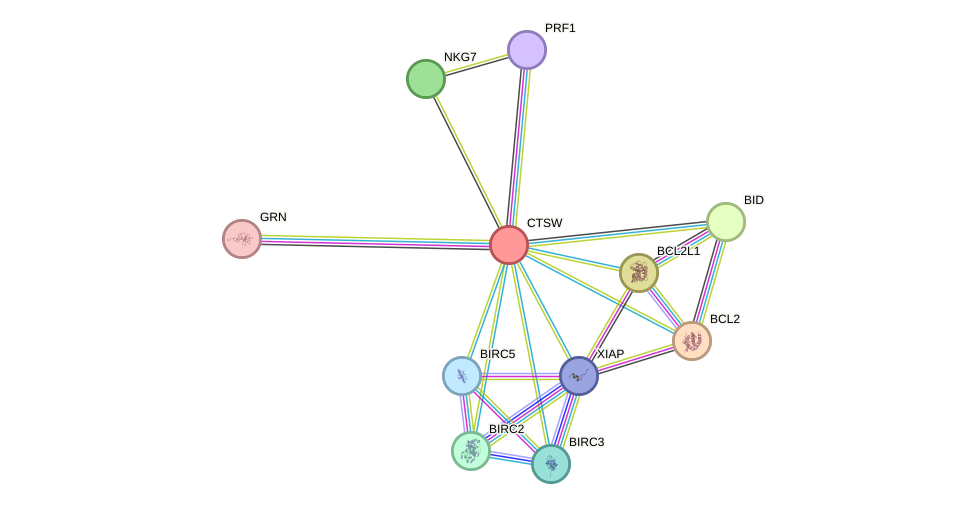 STRING protein interaction network