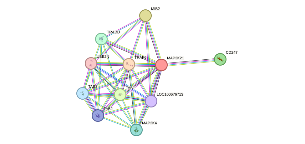 STRING protein interaction network