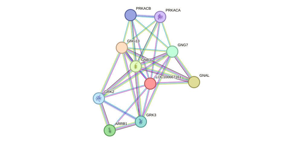 STRING protein interaction network