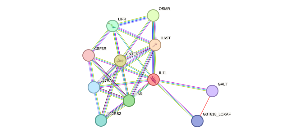 STRING protein interaction network
