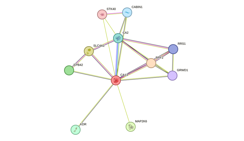 STRING protein interaction network