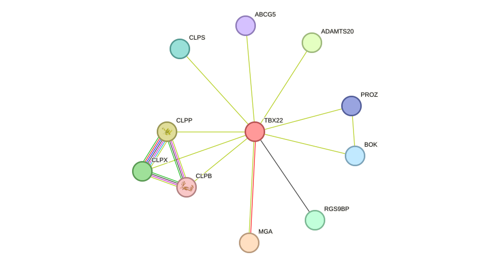 STRING protein interaction network