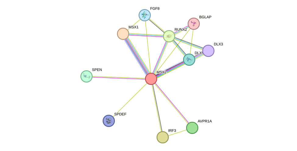 STRING protein interaction network