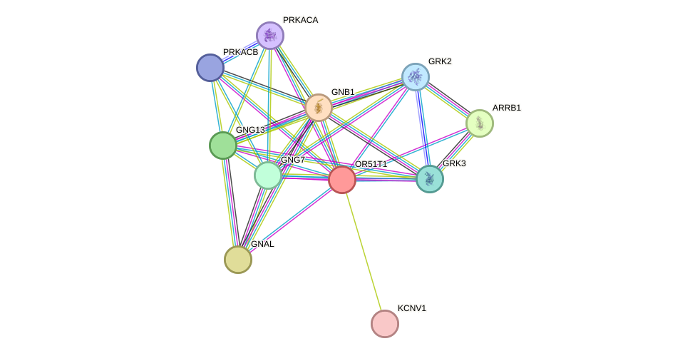 STRING protein interaction network