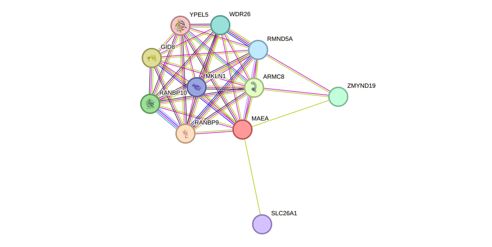 STRING protein interaction network