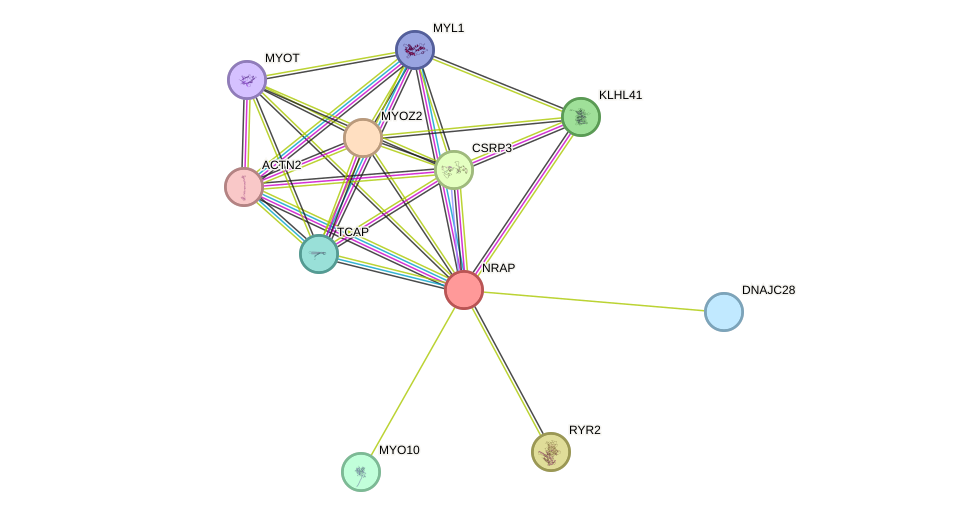 STRING protein interaction network