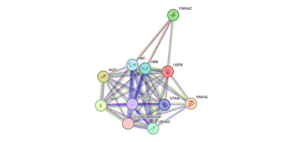 STRING protein interaction network
