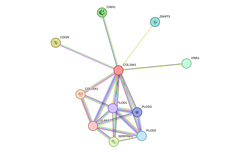 STRING protein interaction network