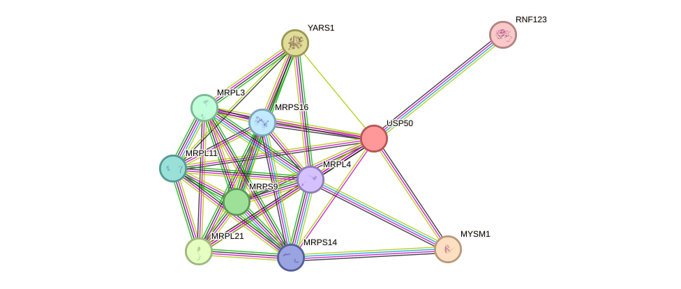 STRING protein interaction network