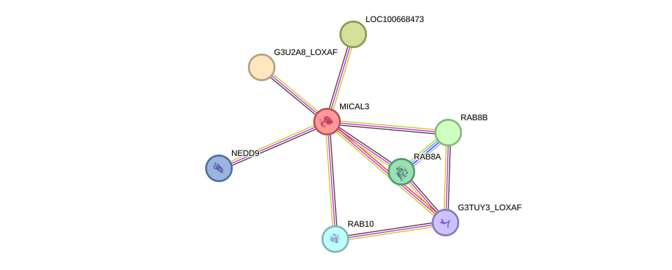 STRING protein interaction network