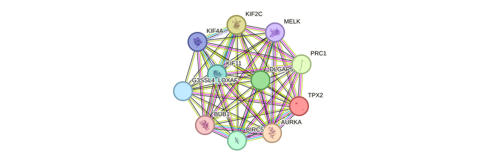 STRING protein interaction network