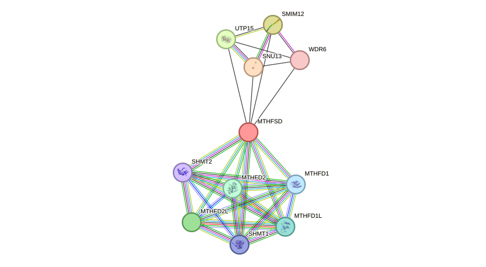 STRING protein interaction network