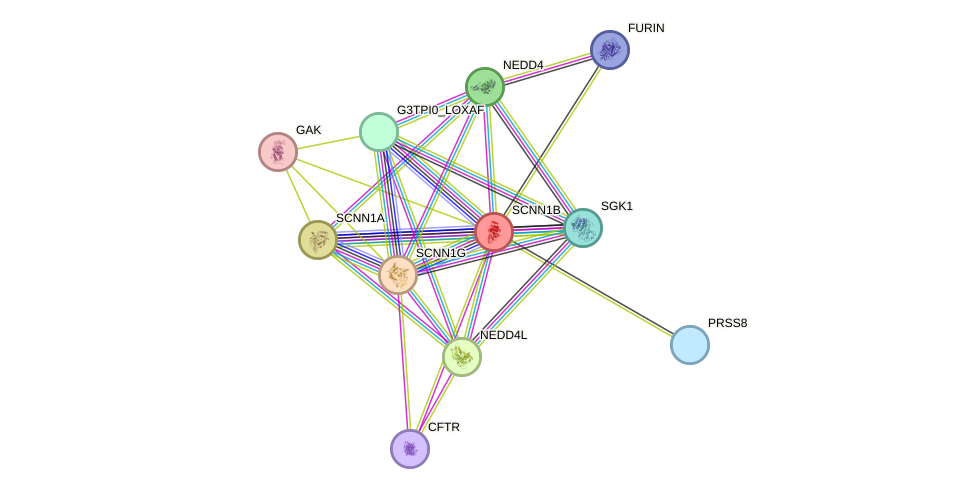 STRING protein interaction network