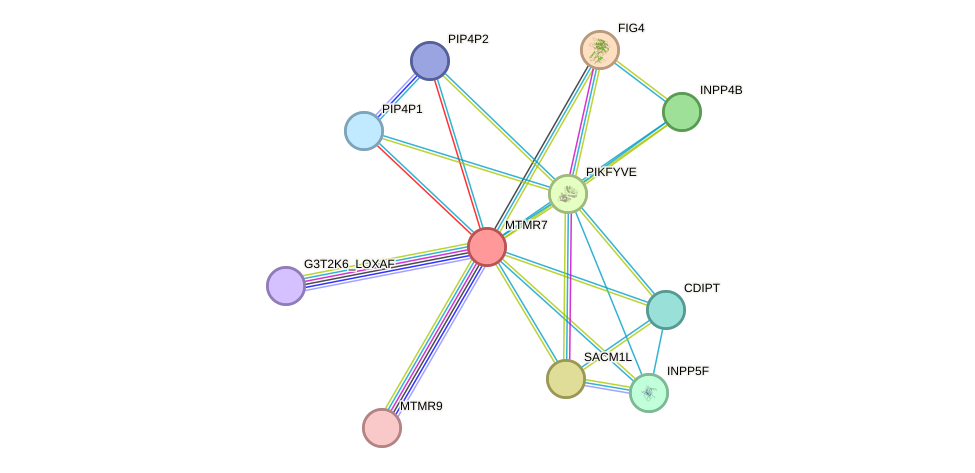 STRING protein interaction network