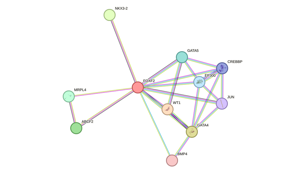 STRING protein interaction network