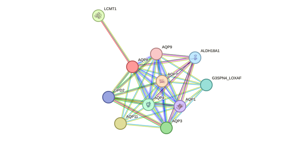 STRING protein interaction network