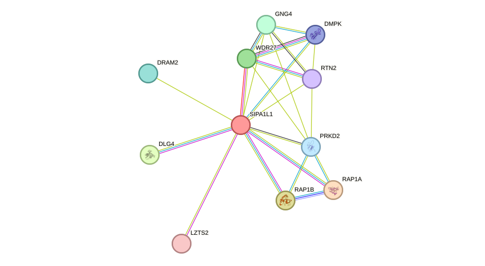 STRING protein interaction network