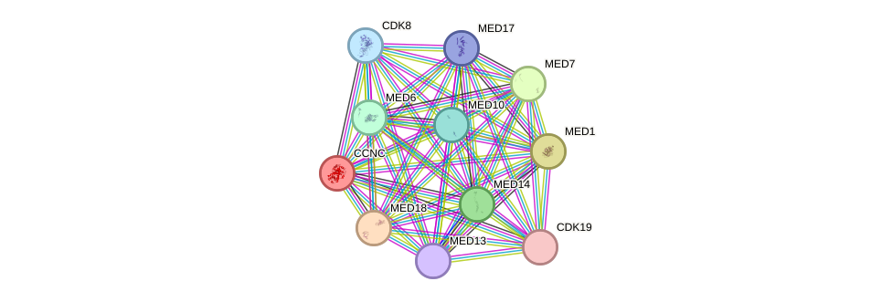 STRING protein interaction network