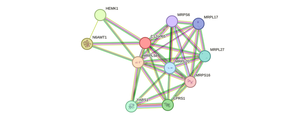 STRING protein interaction network