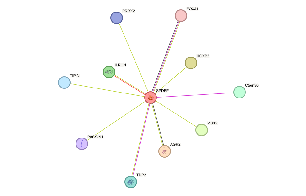 STRING protein interaction network