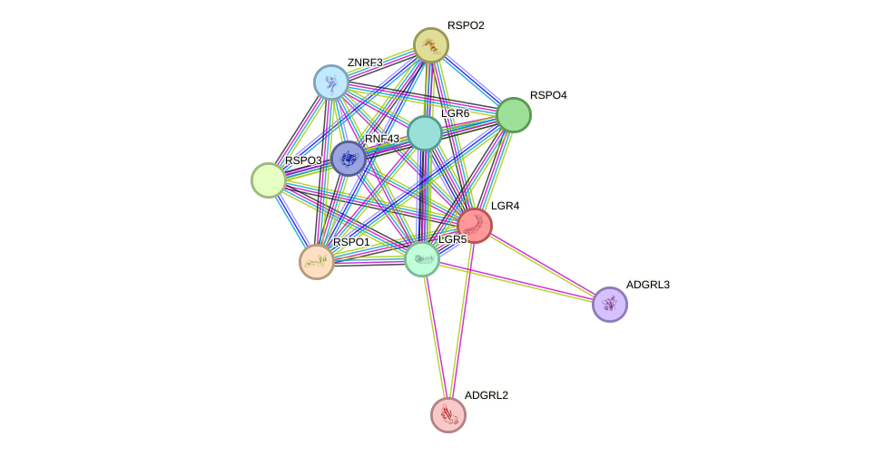 STRING protein interaction network