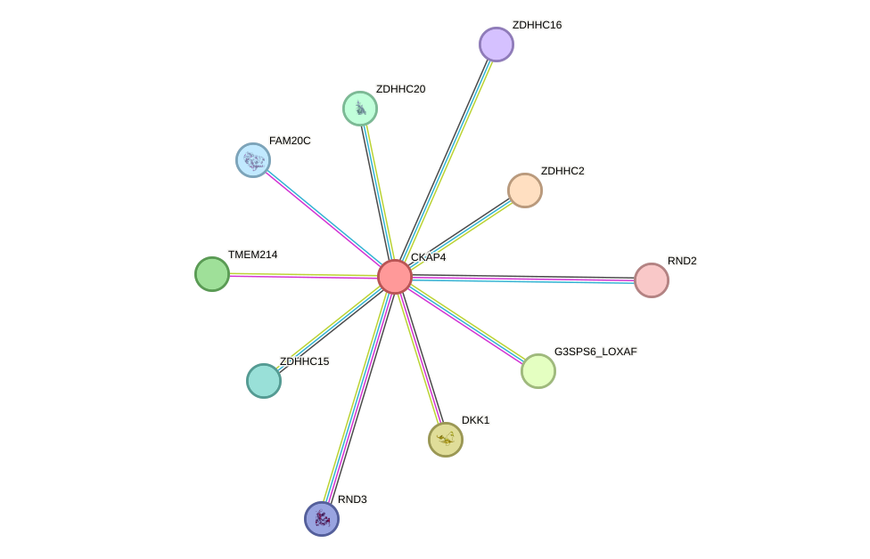 STRING protein interaction network