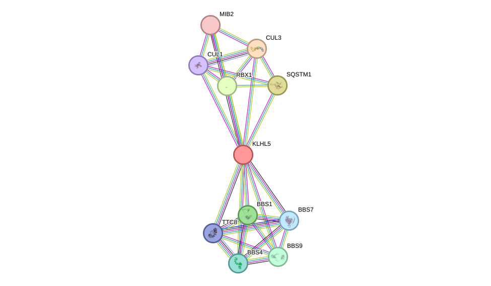 STRING protein interaction network