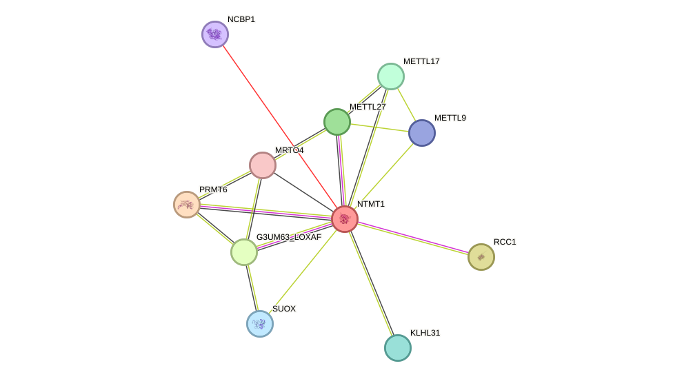 STRING protein interaction network