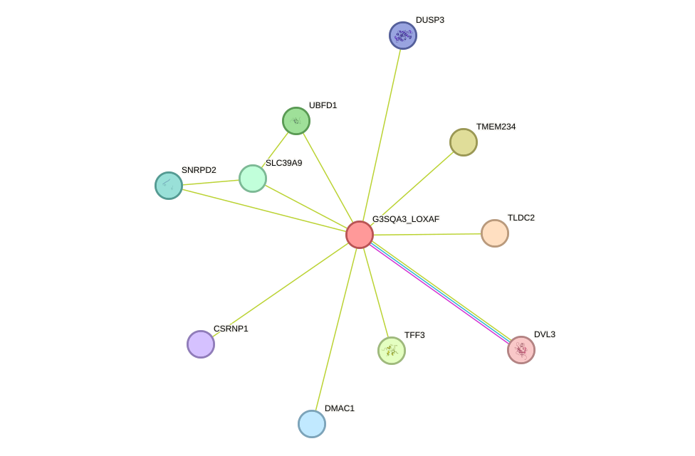 STRING protein interaction network