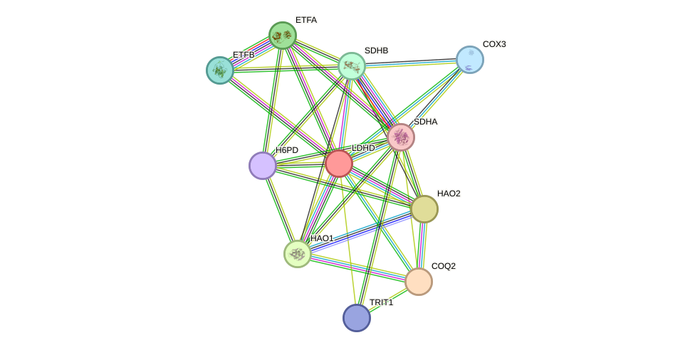 STRING protein interaction network