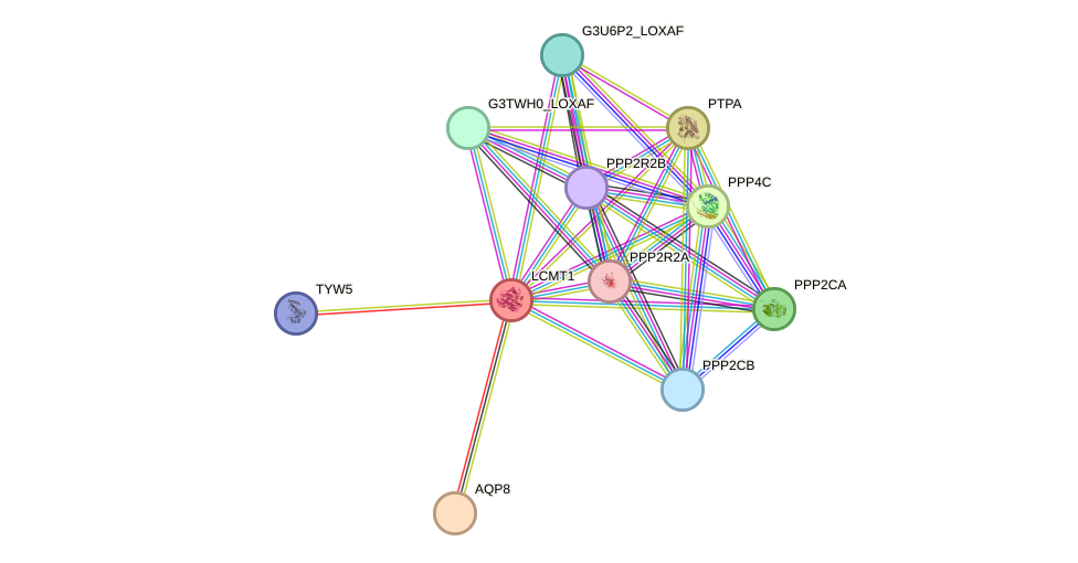 STRING protein interaction network