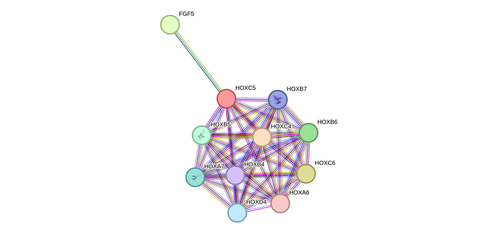 STRING protein interaction network
