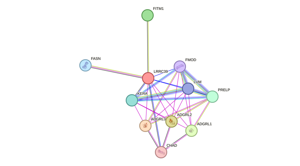 STRING protein interaction network