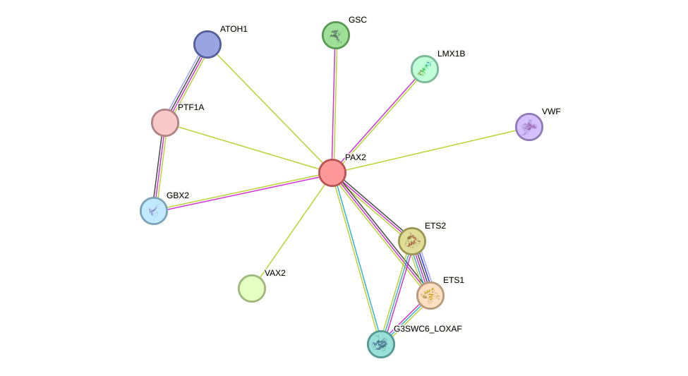 STRING protein interaction network