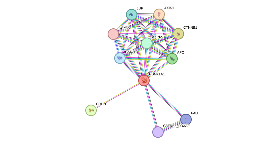 STRING protein interaction network