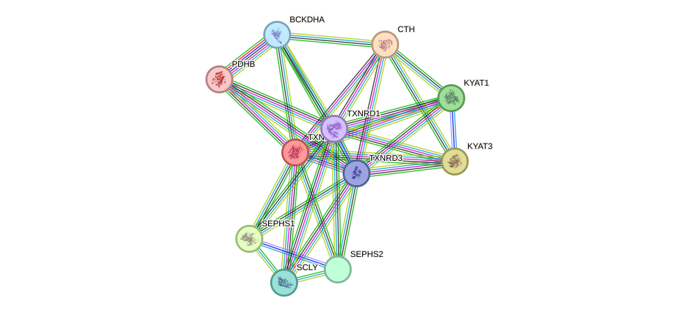 STRING protein interaction network
