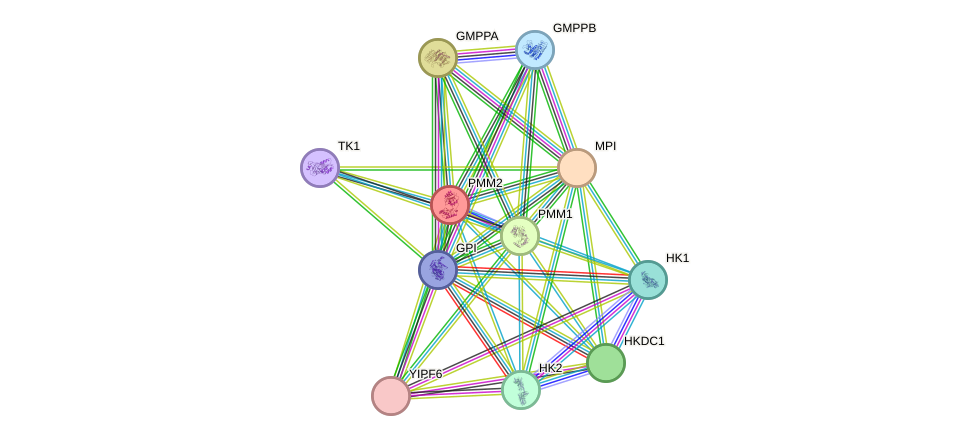 STRING protein interaction network
