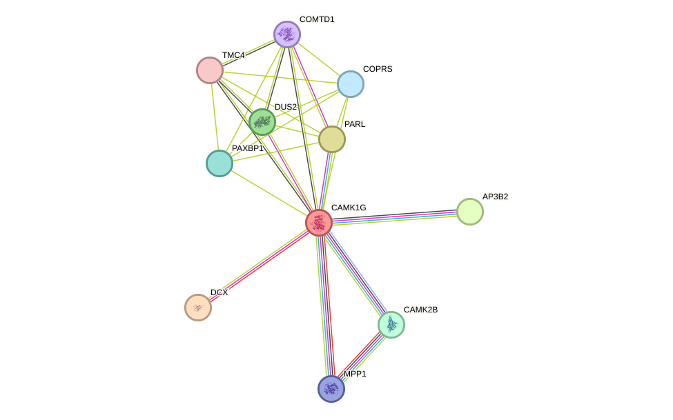 STRING protein interaction network