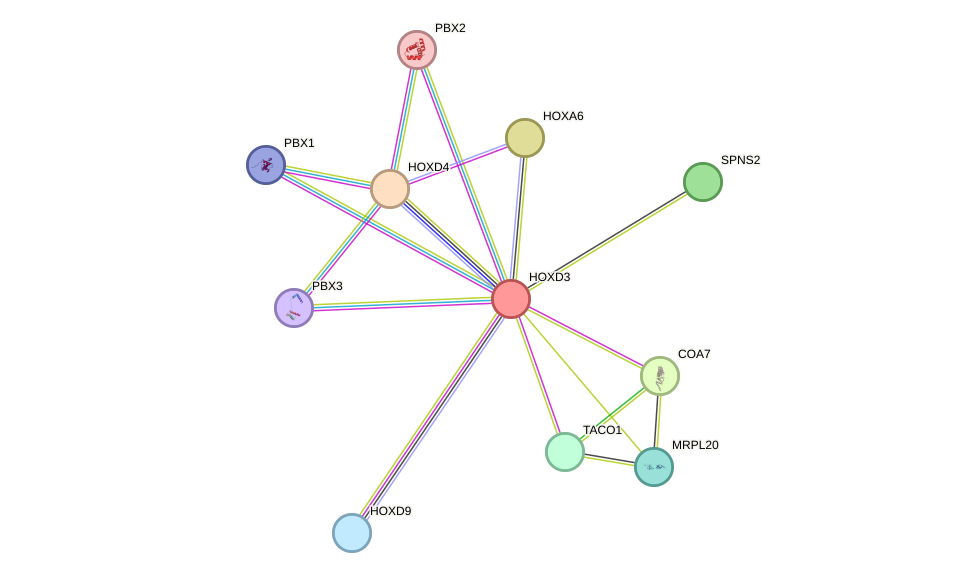 STRING protein interaction network